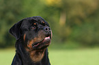 male Rottweiler