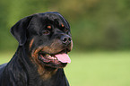 male Rottweiler