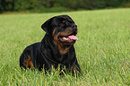 male Rottweiler