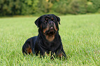 male Rottweiler