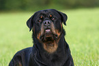 male Rottweiler