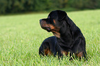 male Rottweiler