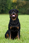 male Rottweiler