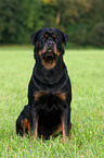 male Rottweiler