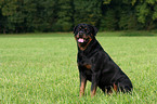 male Rottweiler