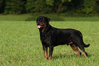 male Rottweiler