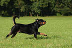 male Rottweiler