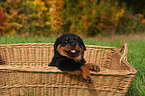 Rottweiler puppy