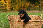 Rottweiler puppy