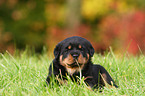 Rottweiler puppy