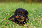 Rottweiler puppy