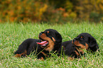 Rottweiler puppy