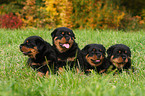 Rottweiler puppy