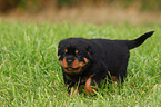 Rottweiler puppy