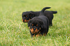 Rottweiler puppy