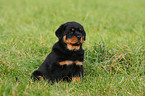 Rottweiler puppy