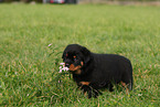 Rottweiler puppy