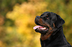 Rottweiler Portrait