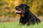 lying Rottweiler