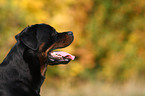 Rottweiler Portrait