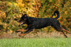 running Rottweiler