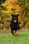 running Rottweiler