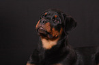 young Rottweiler