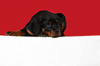 young Rottweiler