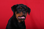 young Rottweiler