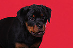 young Rottweiler