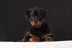 young Rottweiler