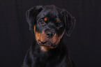 young Rottweiler