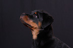 young Rottweiler