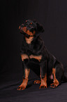 young Rottweiler