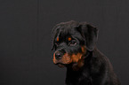 young Rottweiler