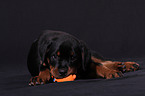 young Rottweiler