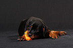 young Rottweiler