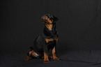 young Rottweiler