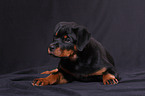 young Rottweiler