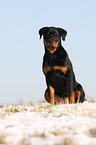 young Rottweiler