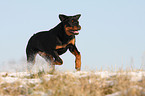 young Rottweiler