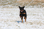 young Rottweiler