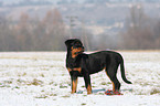 young Rottweiler