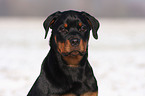 young Rottweiler