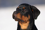 young Rottweiler