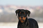 young Rottweiler