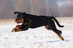 young Rottweiler