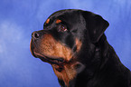 Rottweiler Portrait