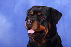 Rottweiler Portrait