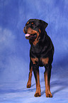 standing Rottweiler